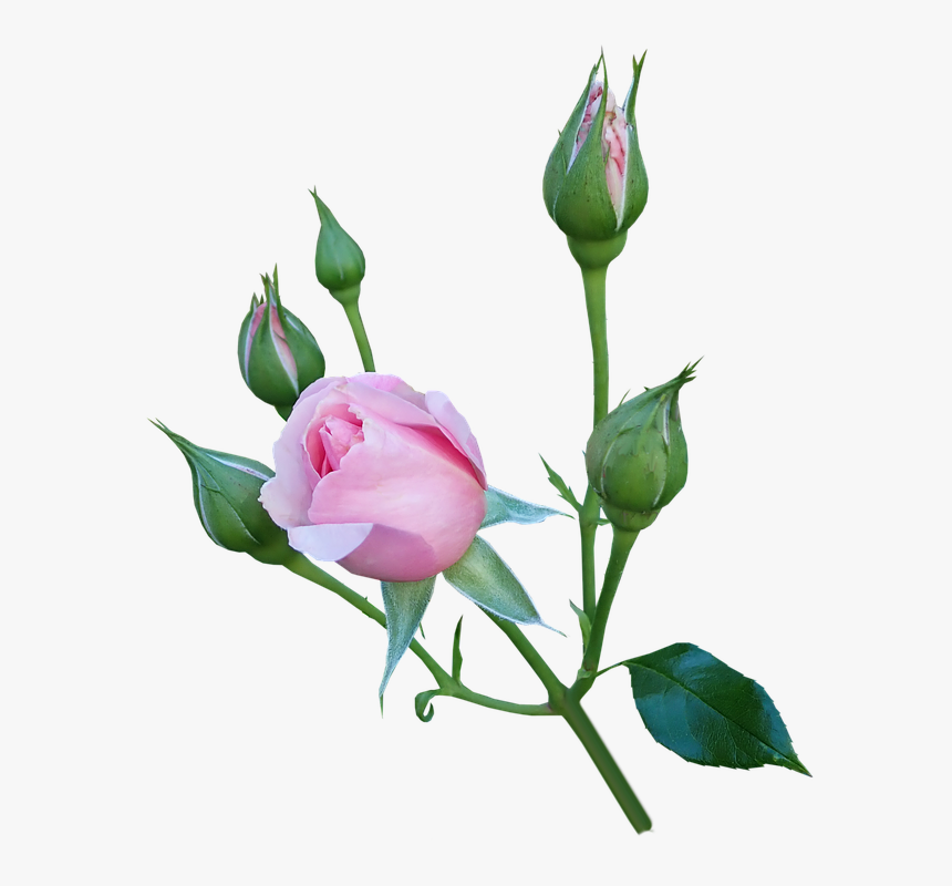 Rose, Pink, Flower, Buds, Garden, Nature, Cut Out - Garden Roses, HD Png Download, Free Download