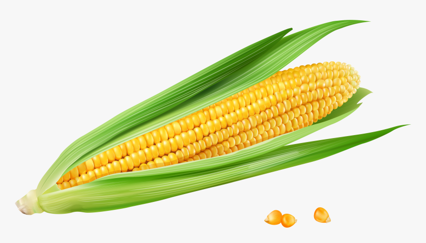 Corn On The Cob Maize Euclidean Vector Vecteur - Corn On The Cob Png, Transparent Png, Free Download