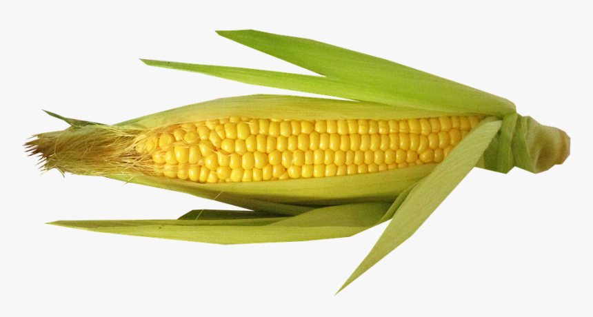 Vegetable, Corn, Cut, Out - Beans On A Cob, HD Png Download, Free Download