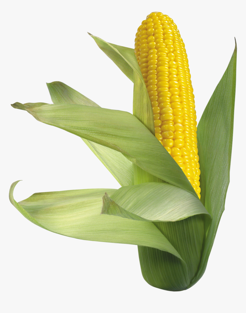 Transparent Transparent Background Corn Png, Png Download, Free Download