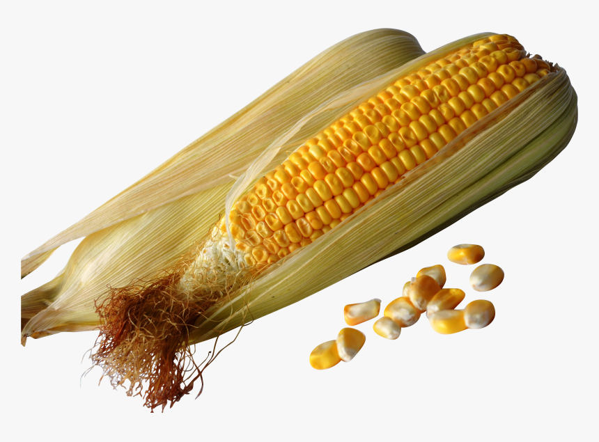 Maize, HD Png Download, Free Download