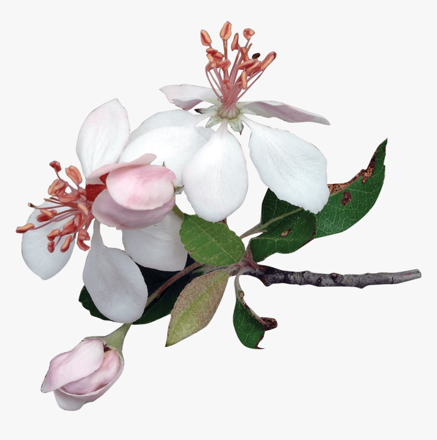 Apple Tree Flowers - Apple Tree Flower Png, Transparent Png, Free Download