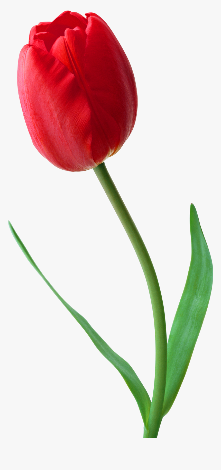 Stem,petal,flowering Plant,lily Family,pedicel,cut - Tulip Png, Transparent Png, Free Download