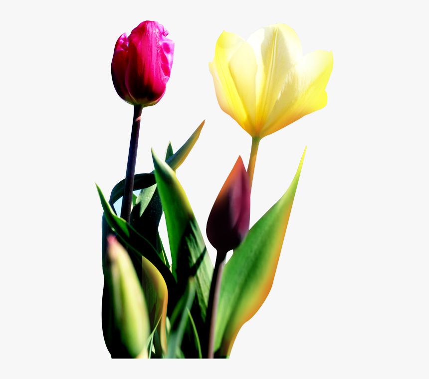 Download Transprent Png Free Plant Rose Family - Sprenger's Tulip, Transparent Png, Free Download