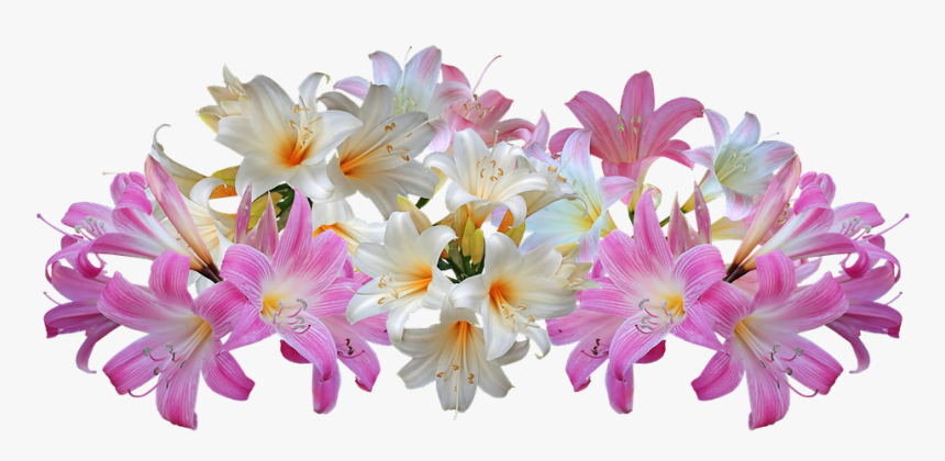 Transparent Lily Png - Easter Lilies Transparent Background, Png Download, Free Download