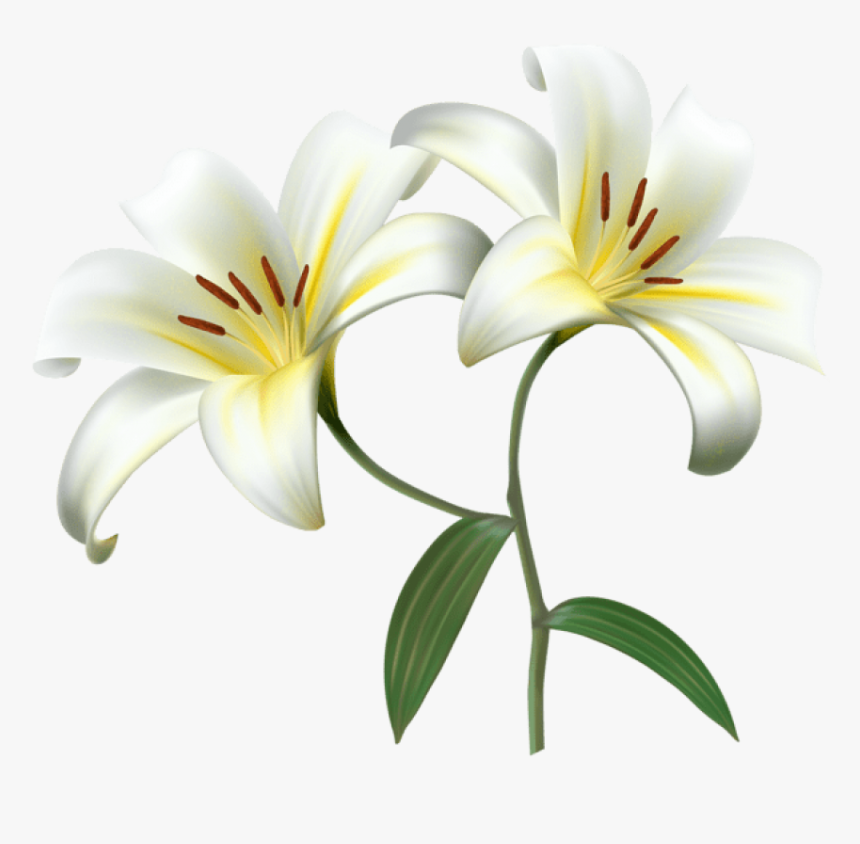 Lilium Png - White Lily Transparent Background, Png Download, Free Download