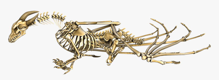 Dragon Horned Skeleton - Dragon Skeleton Png, Transparent Png, Free Download