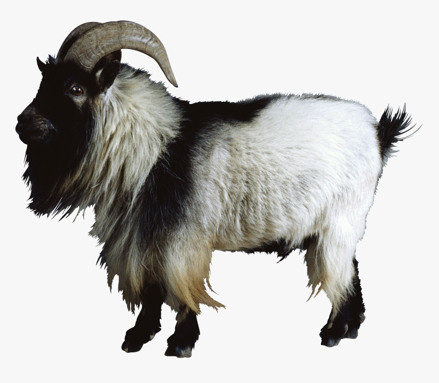 Goat Png - Goat Png, Transparent Png, Free Download