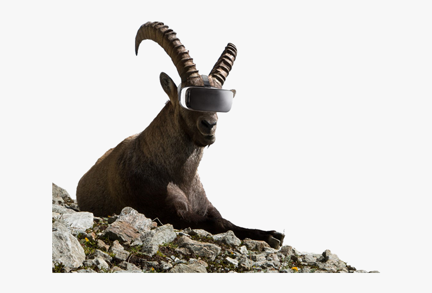 Transparent Mountain Goat Png - Mountain Goat Png, Png Download, Free Download