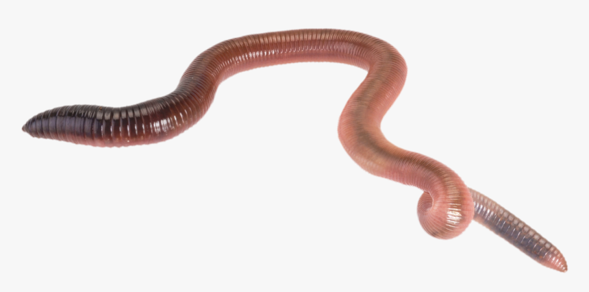 Millipedes - Earthworm Sally Gacha Life, HD Png Download, Free Download