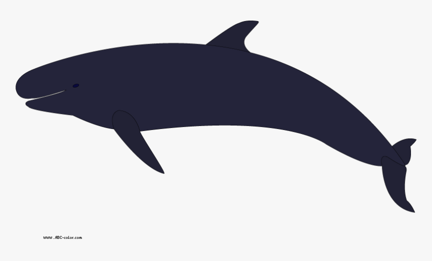 Collection Of No - Killer Whale, HD Png Download, Free Download