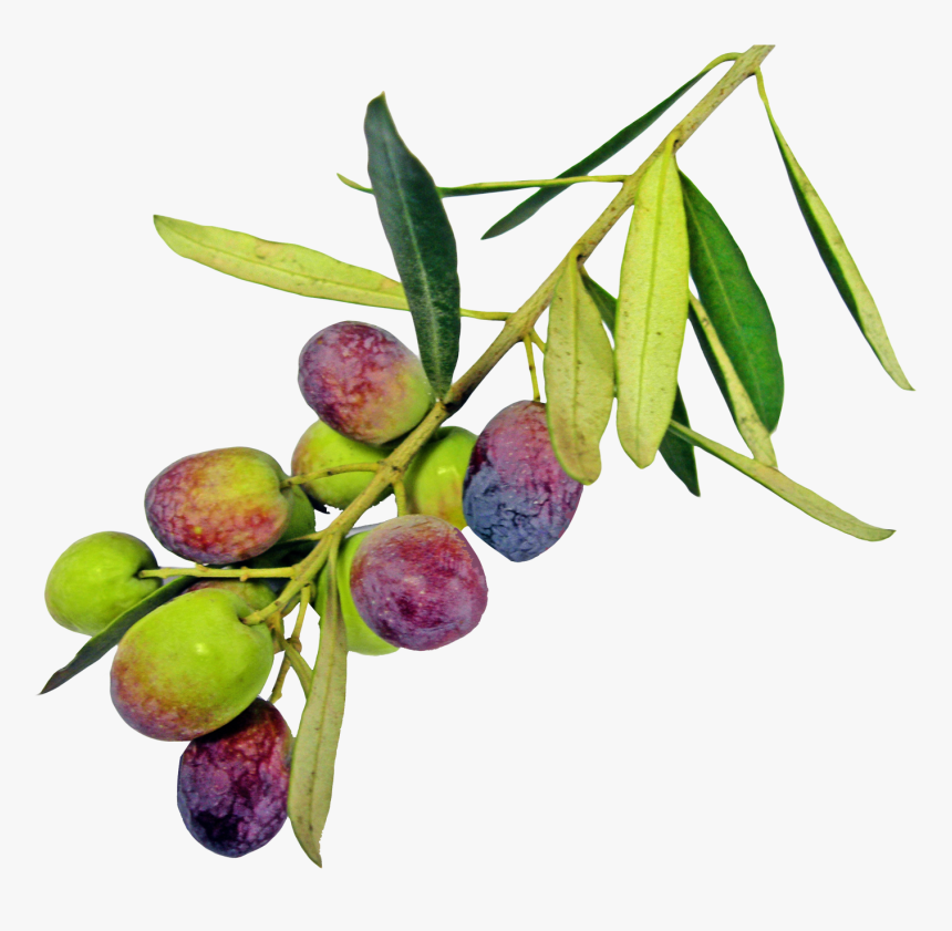 Png Olive Trees Transparent, Png Download, Free Download