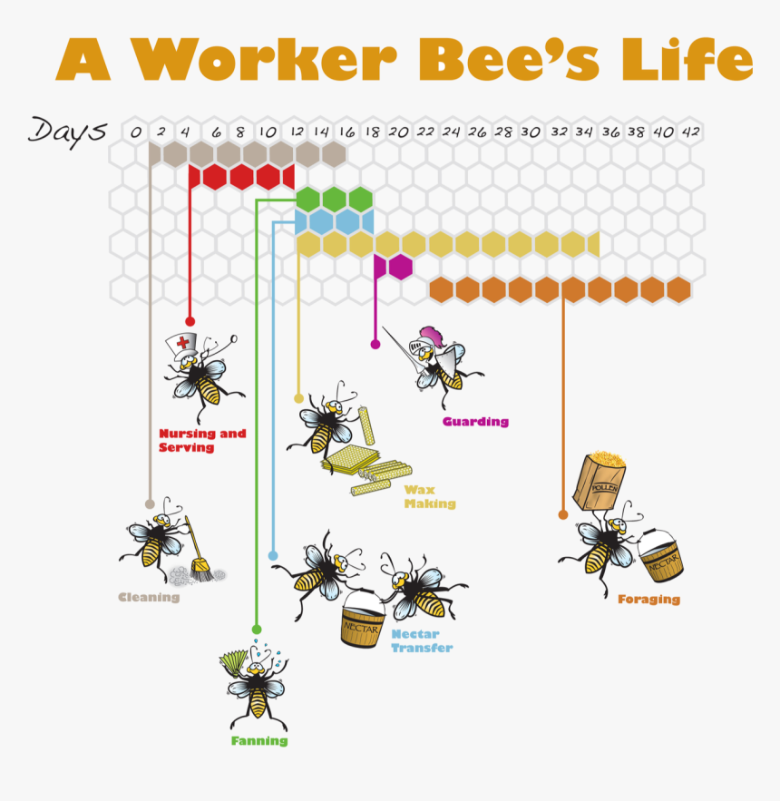 Workerbeelife - Roles Of A Worker Bee, HD Png Download, Free Download