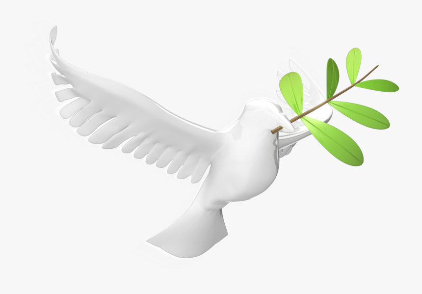 Dove With Olive Leaf 800 Clr - Lari, HD Png Download, Free Download