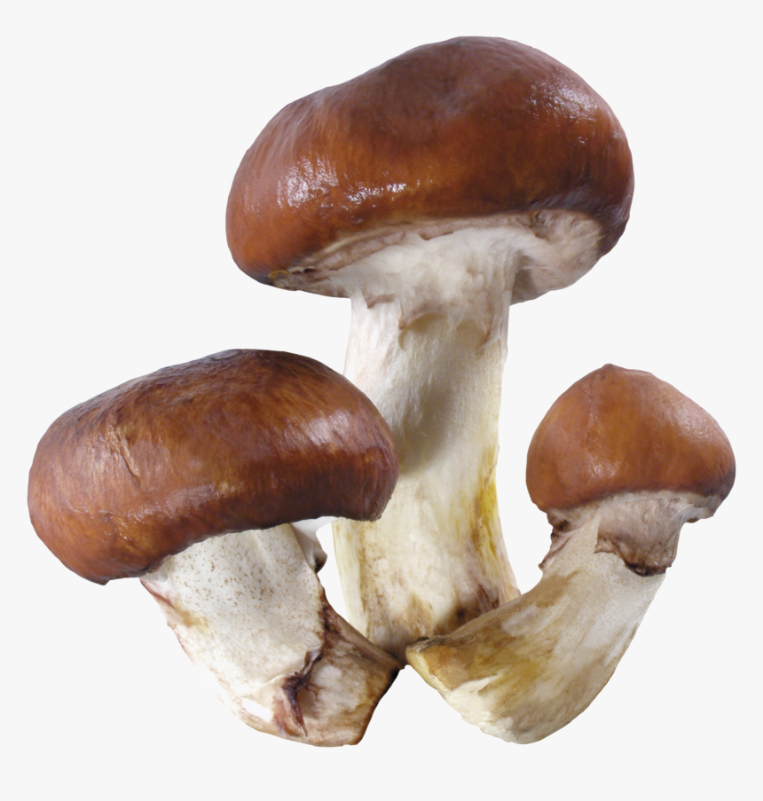 Mushroom Png Image - Mushroom Transparent, Png Download, Free Download