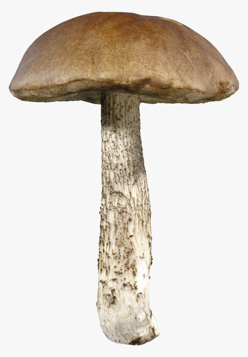 Mushroom Png Image - Mushroom Transparent, Png Download, Free Download