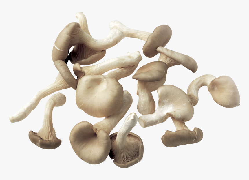 Mushroom Png Image - Mushrooms No Background, Transparent Png, Free Download