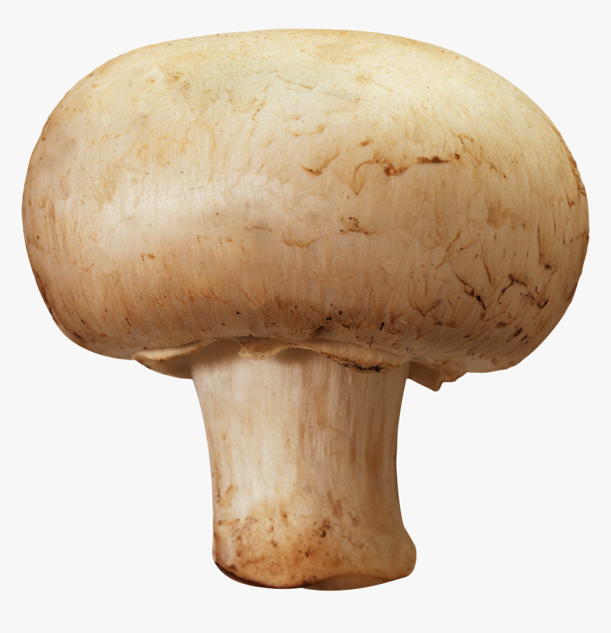 Mushroom Png, Transparent Png, Free Download