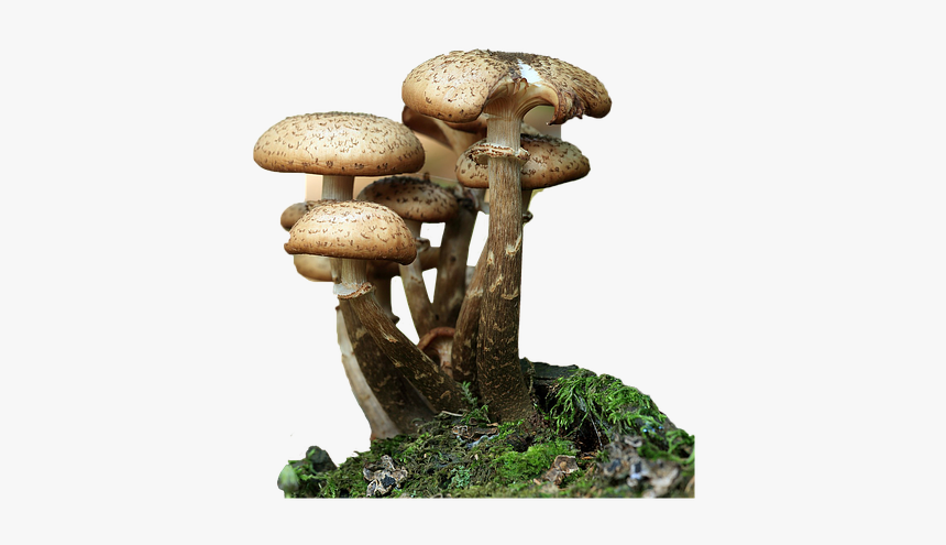 Fungi, Mushrooms, Forest, Mushroom, Nature, Autumn - Hepatotoxic Mushrooms, HD Png Download, Free Download