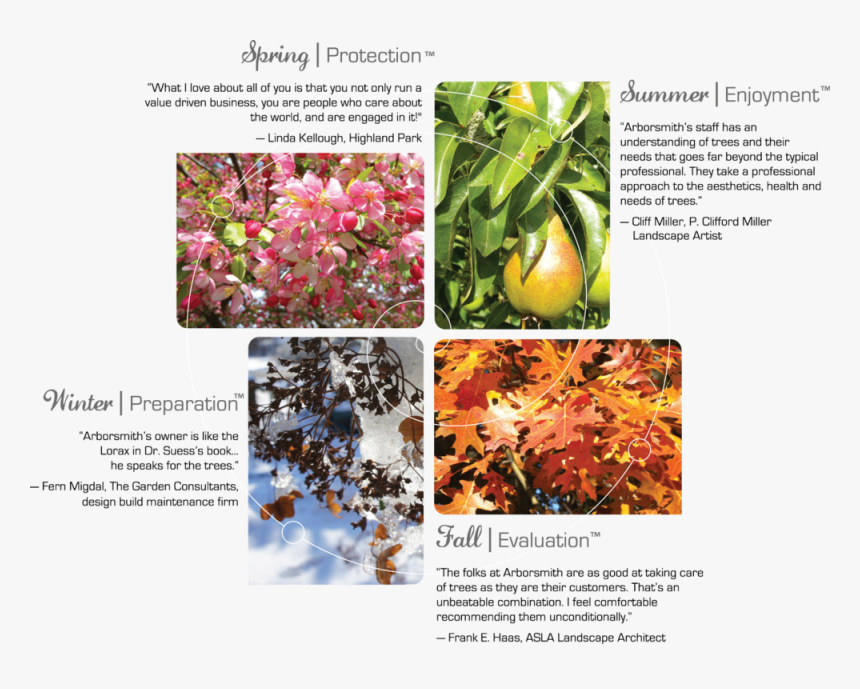 Arborsmith 4 Seasons - Rhododendron Catawbiense, HD Png Download, Free Download