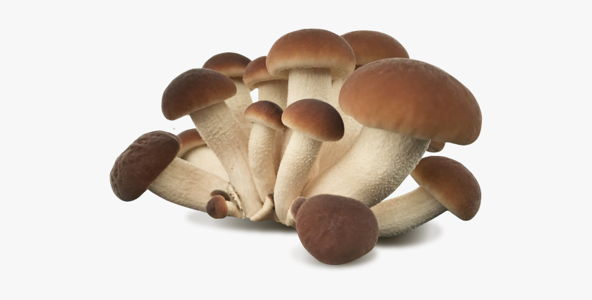 Pleurotus Eryngii, HD Png Download, Free Download