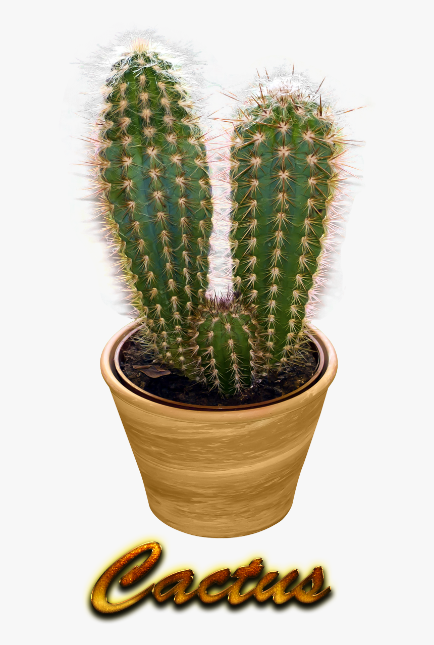 Cactus Png Pic - Cactus Png, Transparent Png, Free Download