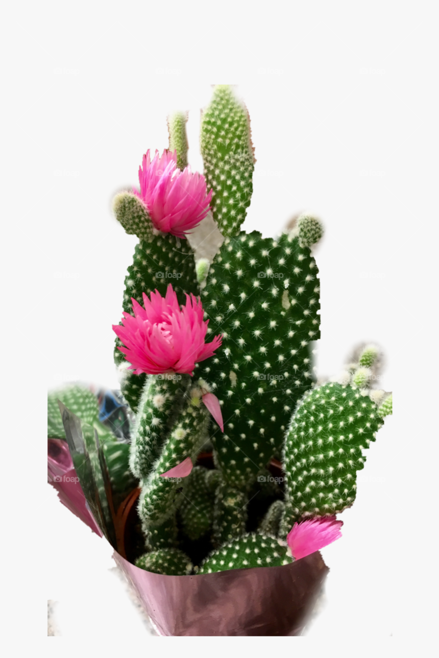 Eastern Prickly Pear, HD Png Download, Free Download