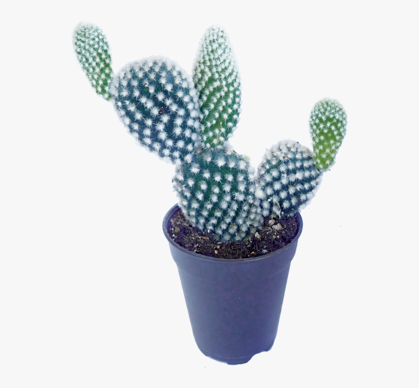 Prickly Pear, HD Png Download, Free Download