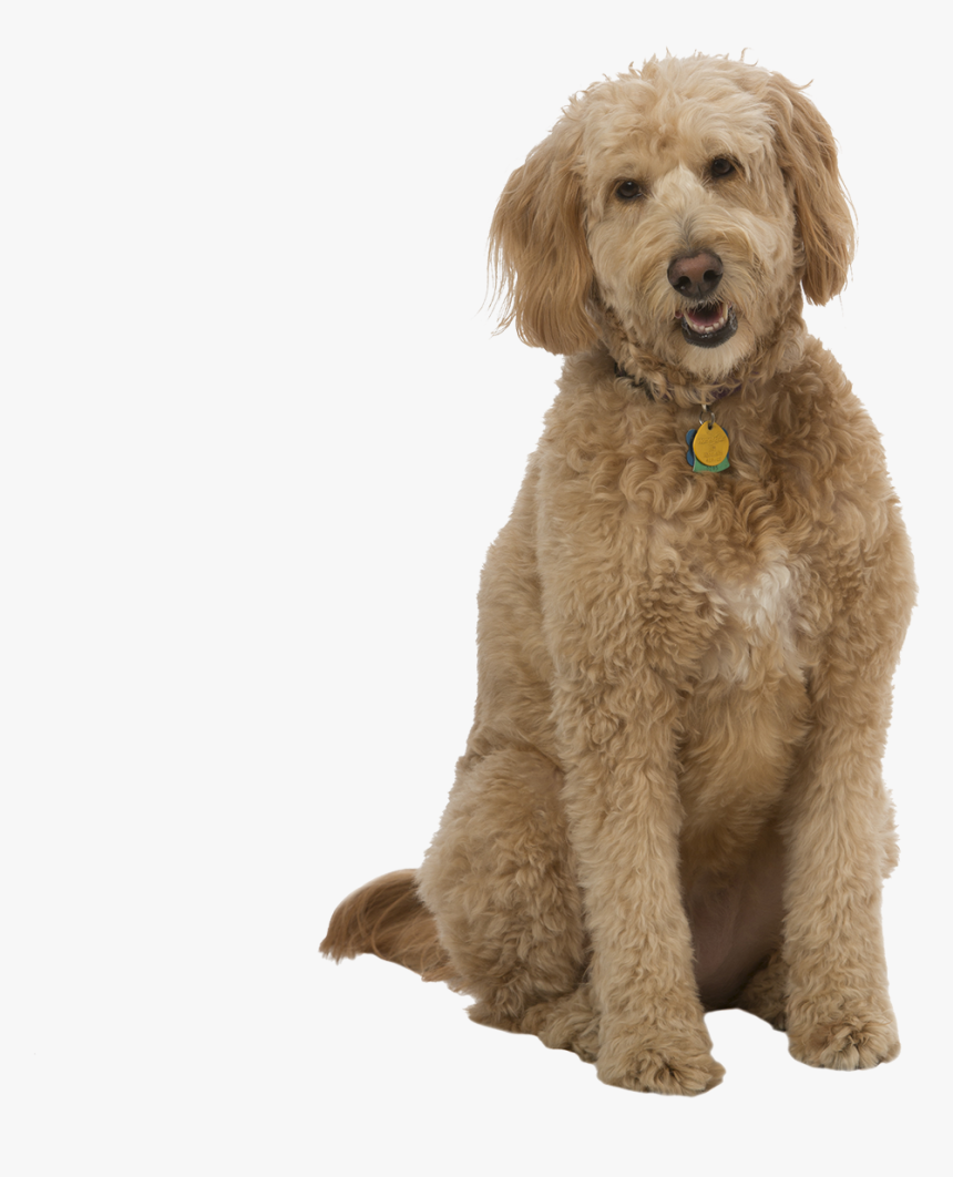 Standard Poodle Golden Retriever Goldendoodle Miniature - Goldendoodle Png, Transparent Png, Free Download