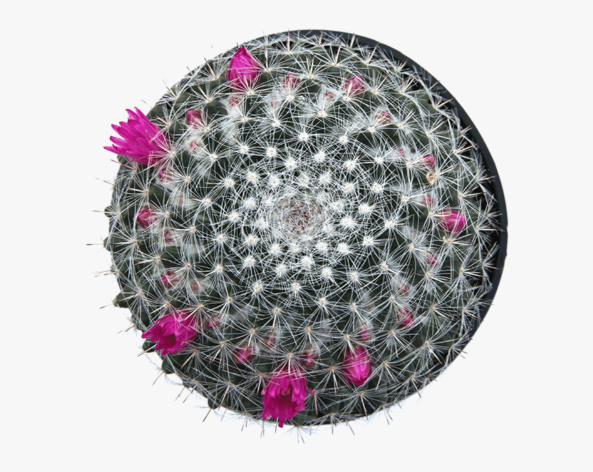 Mammillaria Png, Transparent Png, Free Download