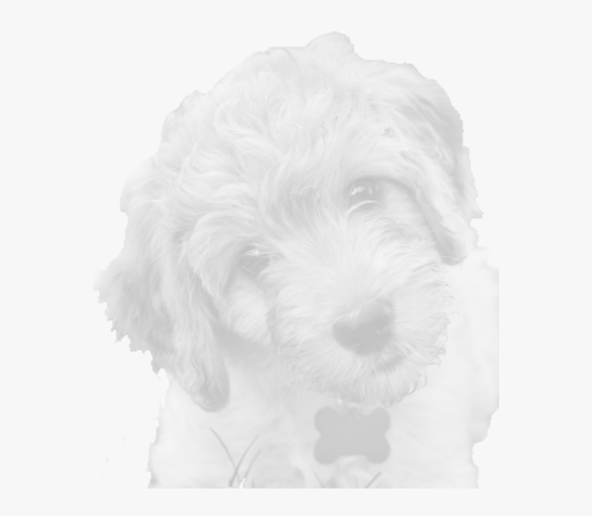 Maltese, HD Png Download, Free Download