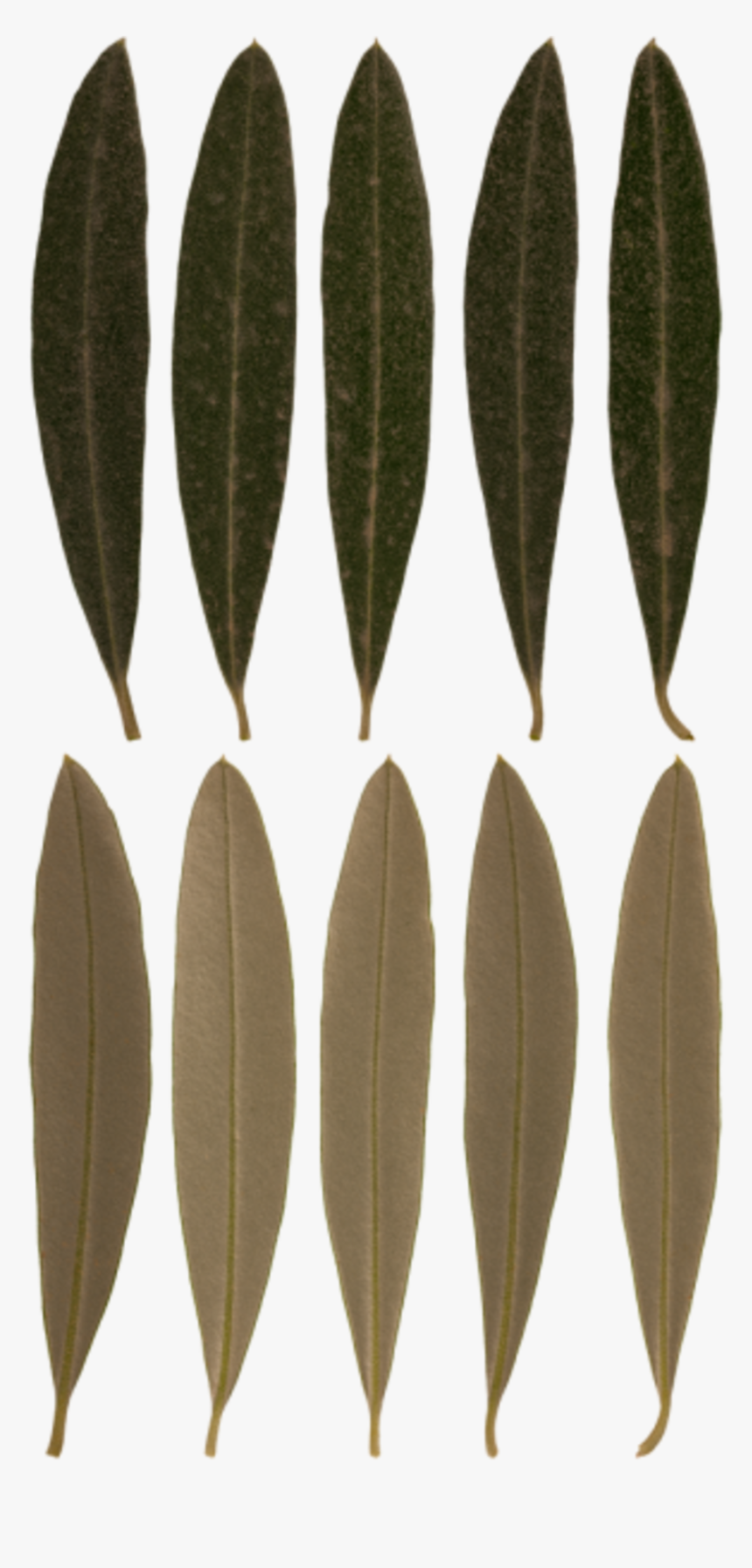 Russian Olive, HD Png Download, Free Download