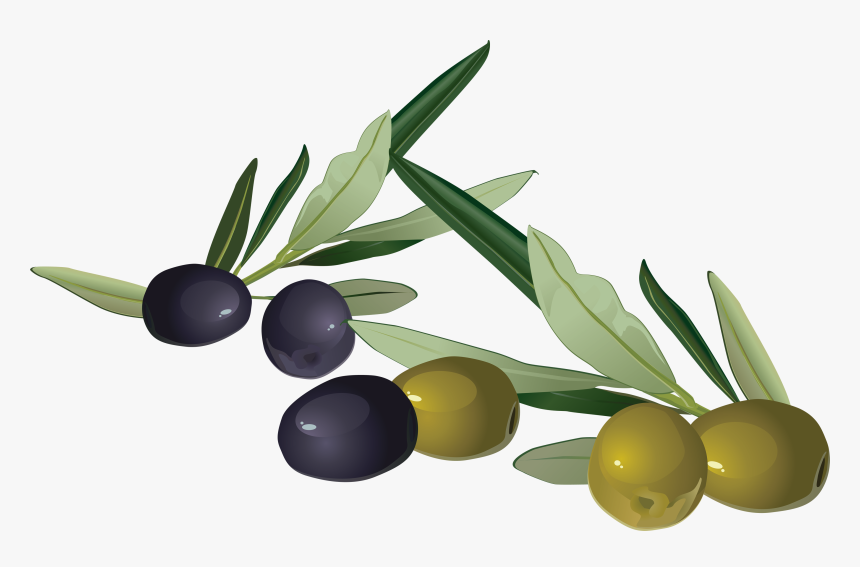 Olives Png Images Free Download, Olive Png - Zeytin Png Görsel, Transparent Png, Free Download