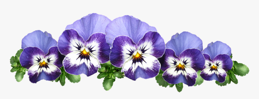 Pansies, Violas, Flowers, Plant, Garden - Pansies Png, Transparent Png, Free Download