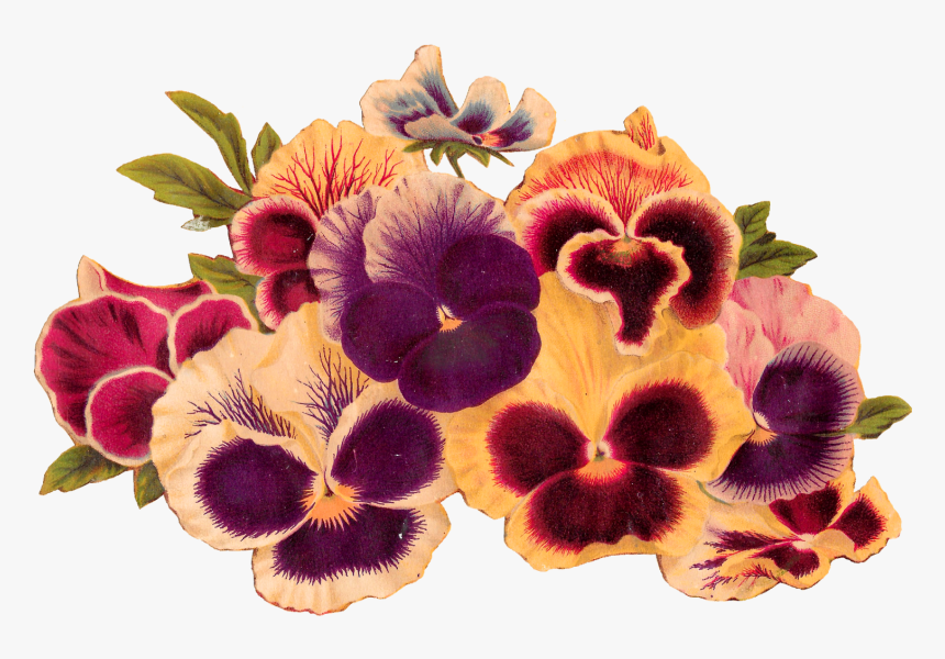 Flowers Pansy Image Illustration Transfer Digital Download - Transparent Background Roses Pansies Clipart Transparent, HD Png Download, Free Download