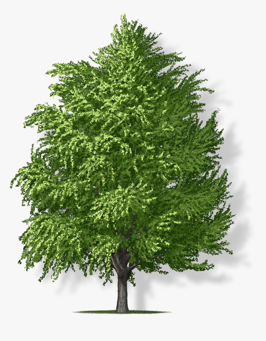 Transparent Ginkgo Tree Png - Redwood, Png Download, Free Download