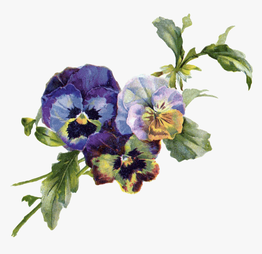 Pansy Vintage Flowers Png, Transparent Png, Free Download