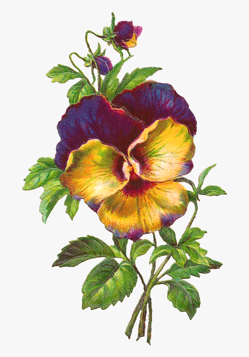 Digital Pansy Flower Image - Pansy, HD Png Download, Free Download