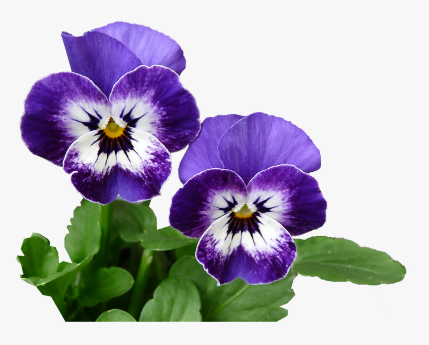 Pansy Purple Plant Free Picture - Pansy, HD Png Download, Free Download