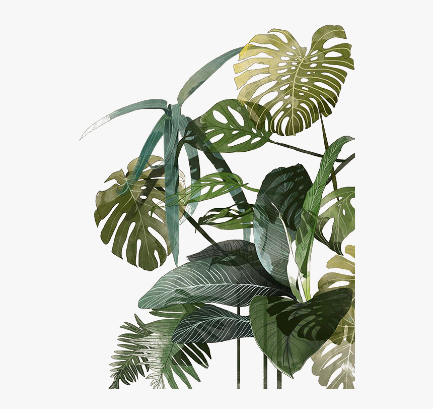 Leaf Botanical Illustration Watercolor Palm Tropics - Tropical Plant Watercolor Png, Transparent Png, Free Download