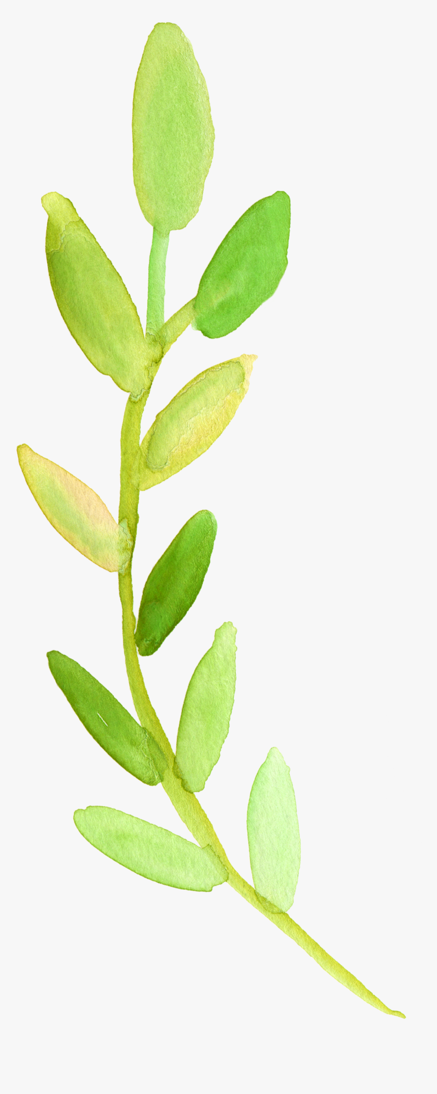 Watercolor Branch Png - Green Watercolor Flower Clipart, Transparent Png, Free Download