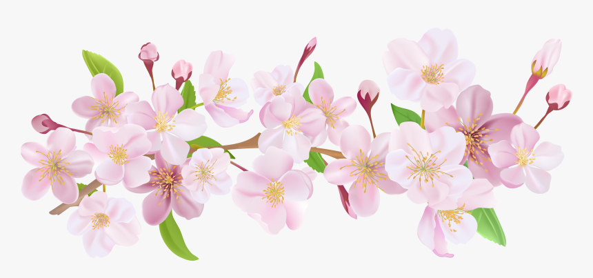 cherry blossom flower png