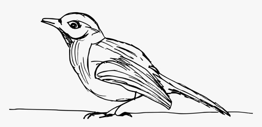 Bird Drawing Transparent, HD Png Download, Free Download