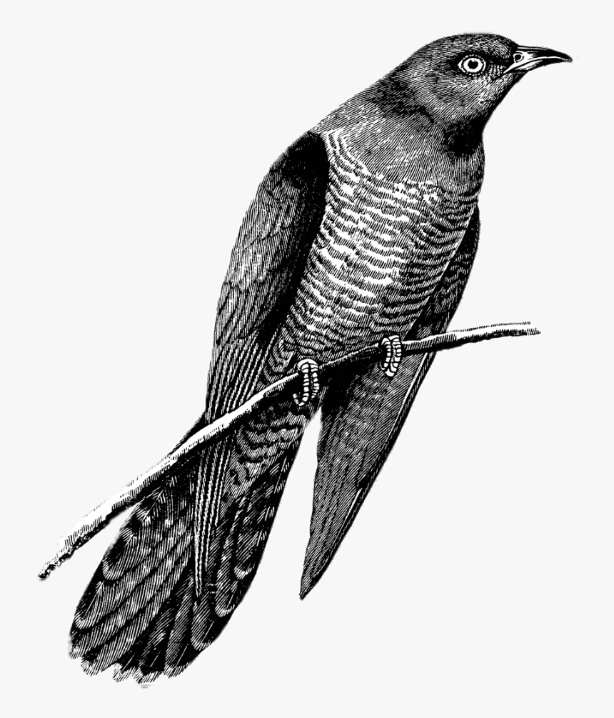 Cuckoo Drawing Black And White - Cuckoo Black And White, HD Png Download, Free Download