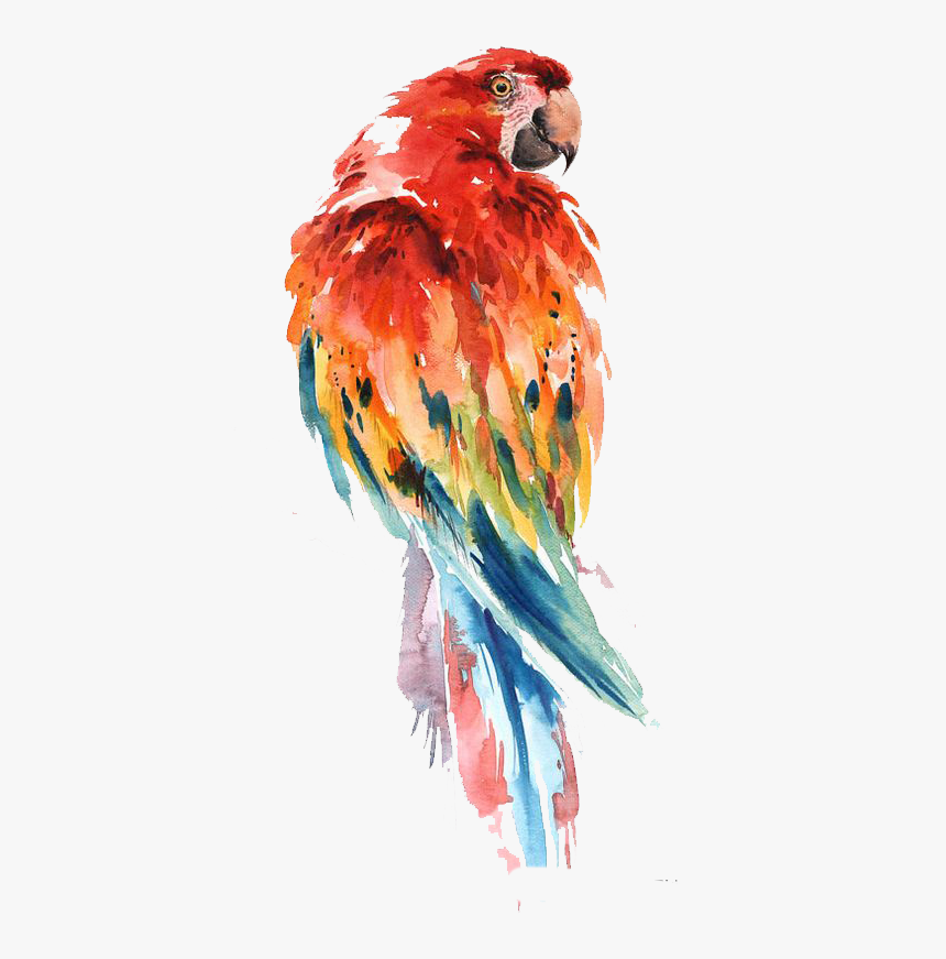 Parrot Watercolor Painting Bird Drawing Art - Bird Drawing With Watercolor, HD Png Download, Free Download