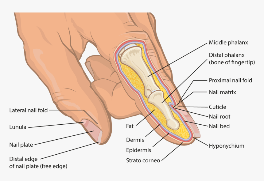 Anatomical Cross Section Of Human Finger And Fingernail Finger Cross Section Labeled Hd Png Download Kindpng