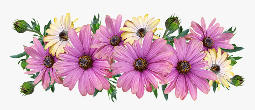 Flowers, Daisies, Arrangement, Garden, Nature, Cut - Flower, HD Png Download, Free Download