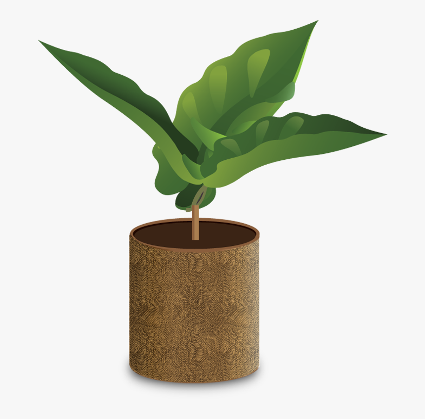 Coffee Plant Png - Coffee Grow Png, Transparent Png, Free Download