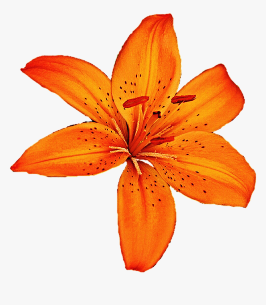 Clip Art Orange Tiger Lily - Orange Lily Clipart, HD Png Download - kindpng