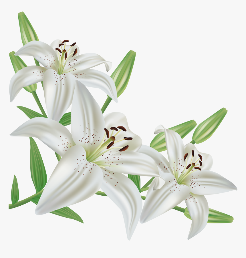 Lilies Clipart Black And White Cars